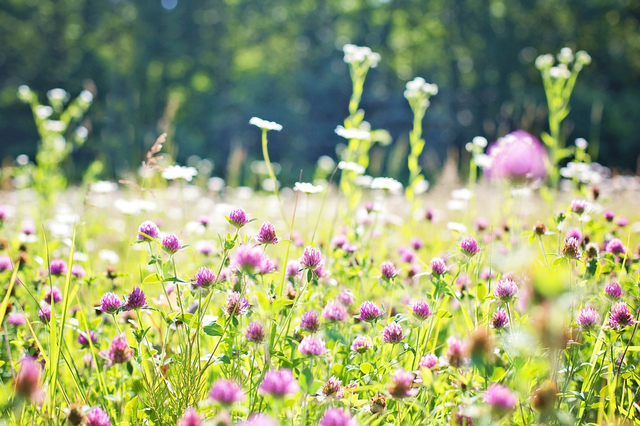 Image - wildflowers meadow tall grass