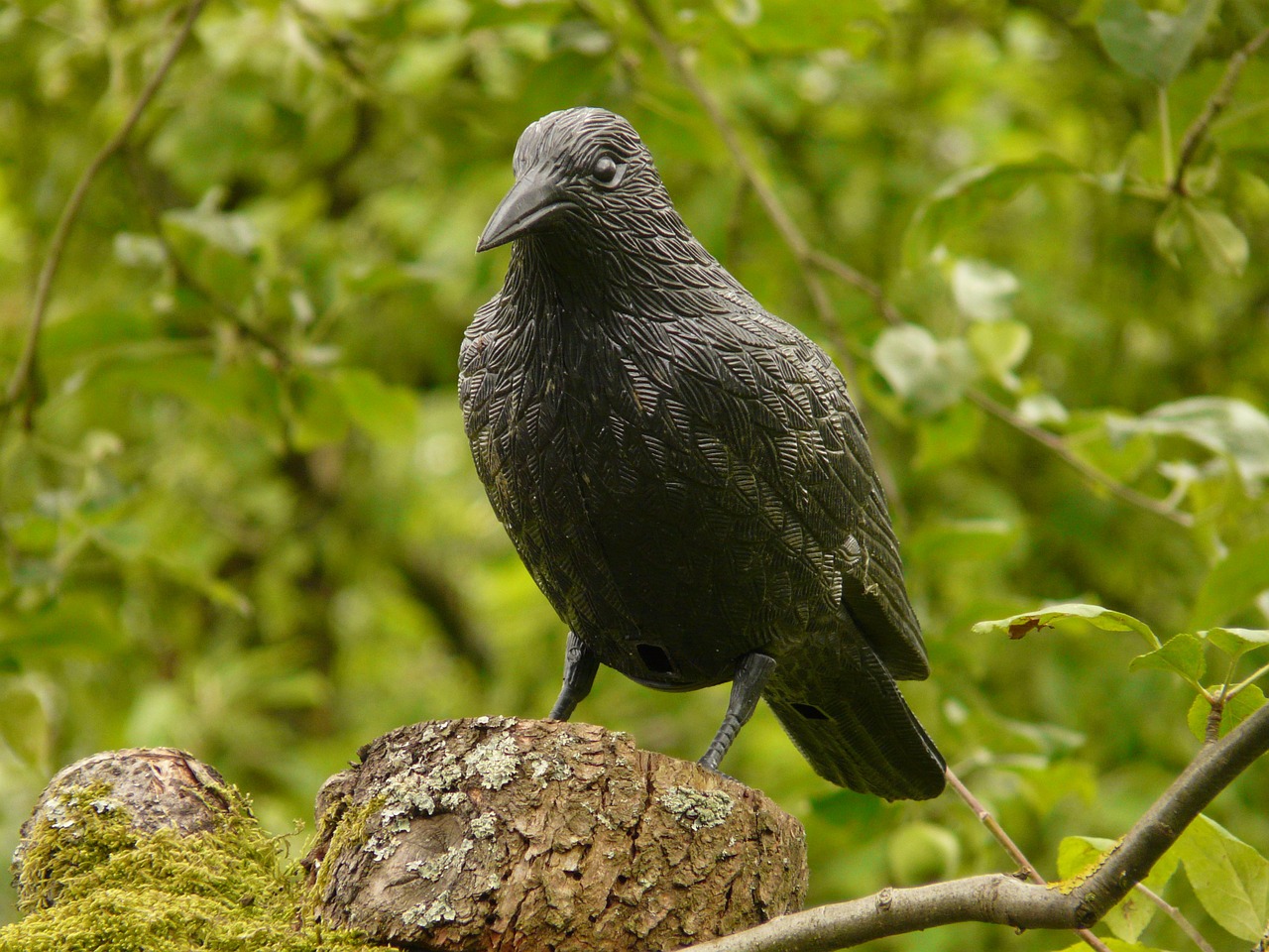 Image - raven figure bird forest nature