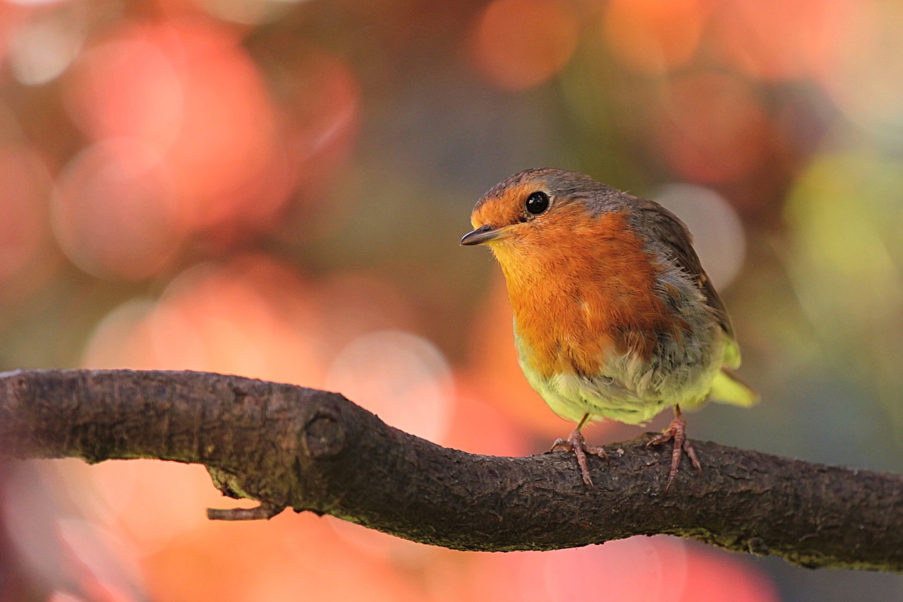 Image - robin bird on branch in the garden