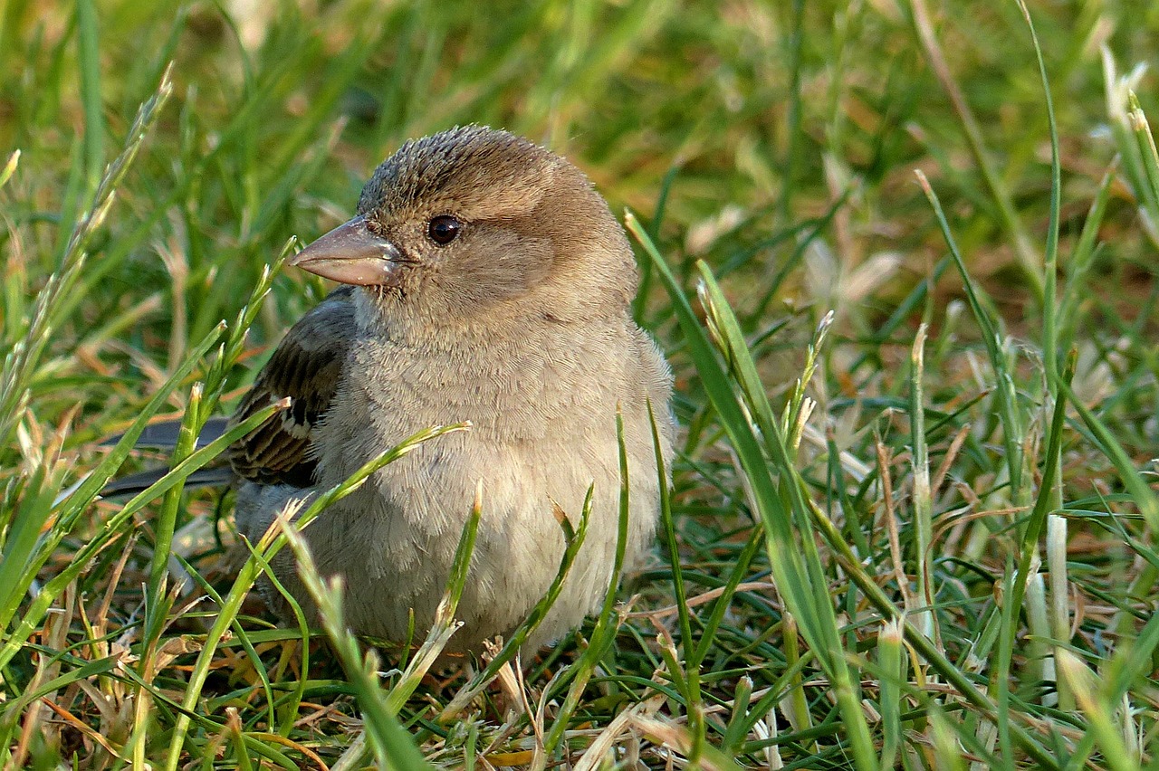 Image - sparrow passer domesticus young