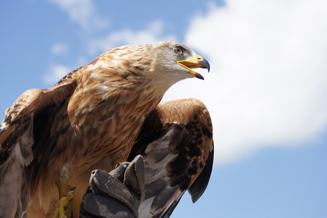 Image - golden eagle animal bird bill