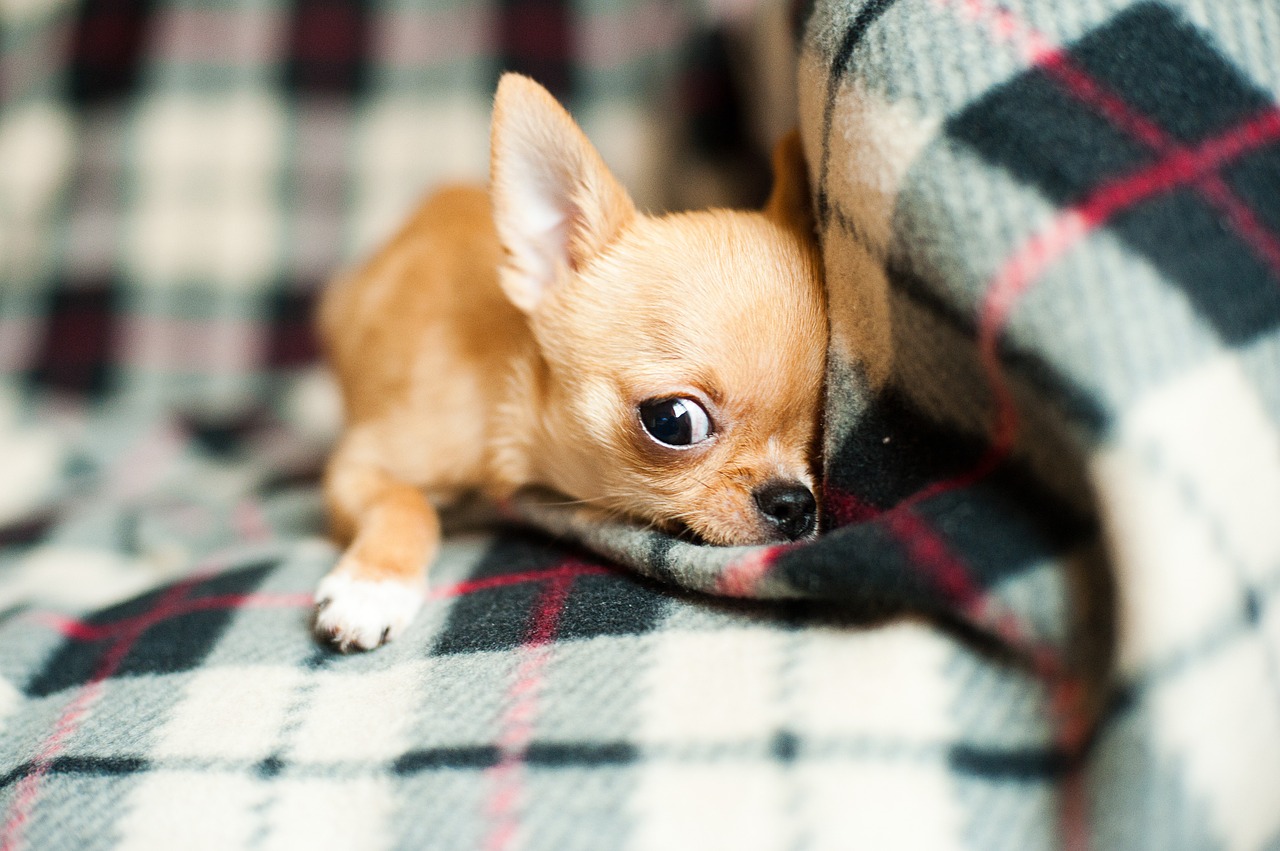 Image - chihuahua puppy pet dog animal