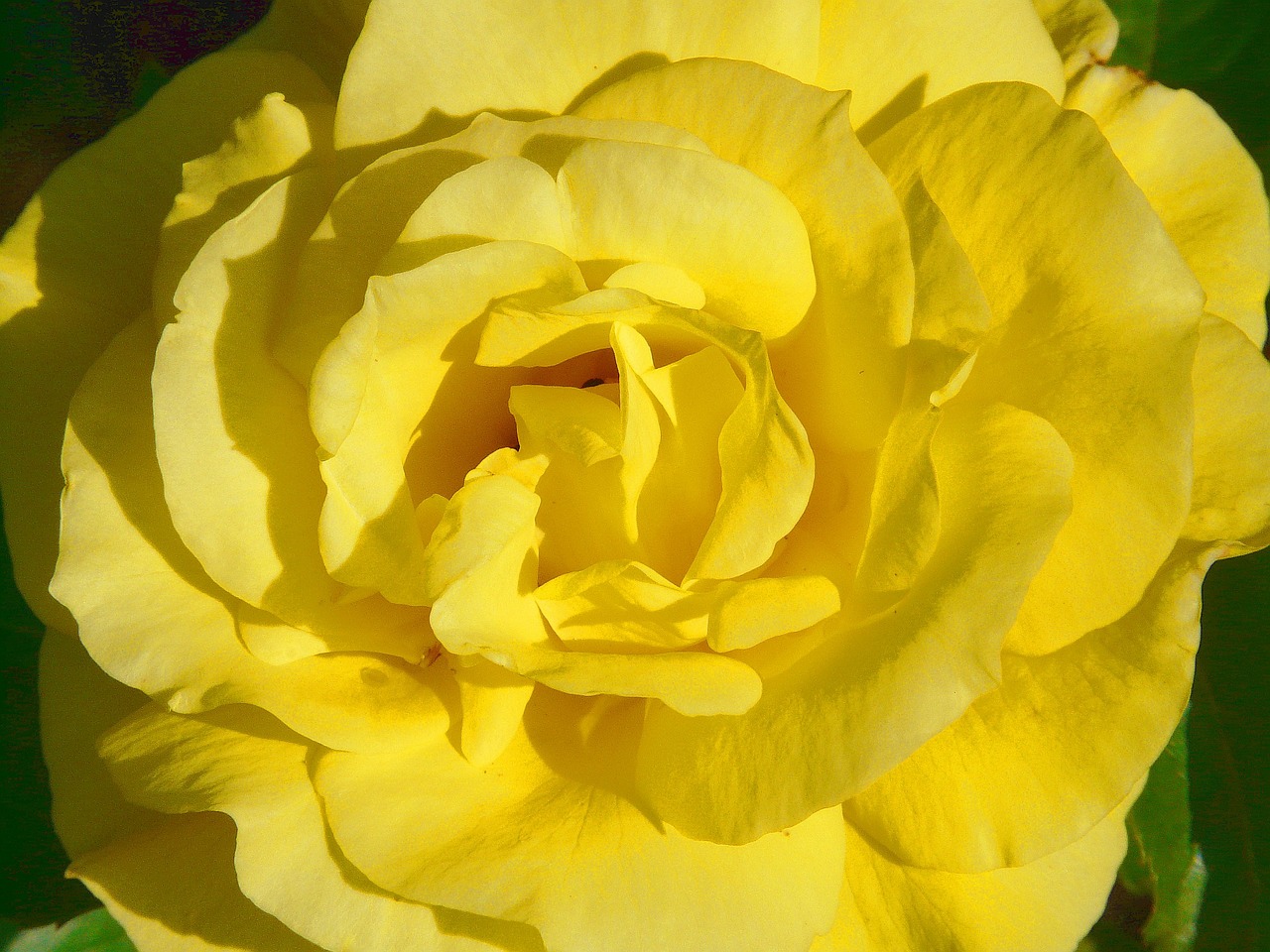 Image - rose rose bloom yellow petals