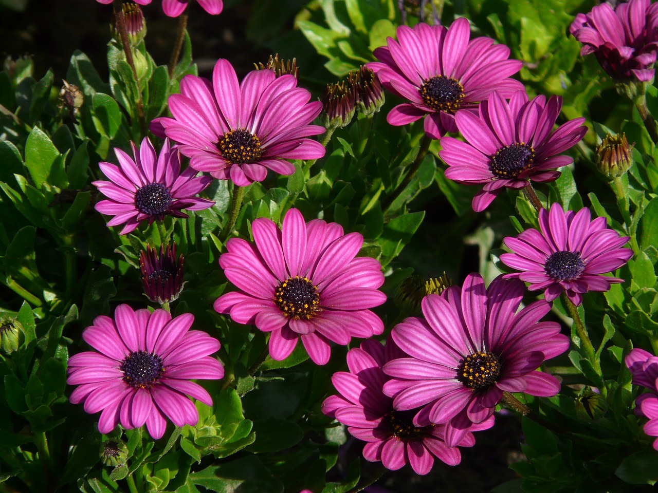 Image - cape basket osteospermum