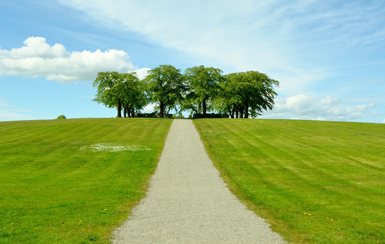 Image - sky tree natur grass summer green