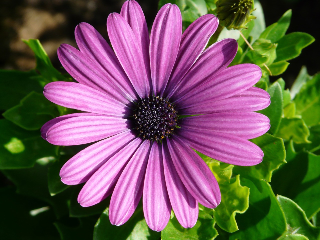 Image - gerbera flowers plant summer