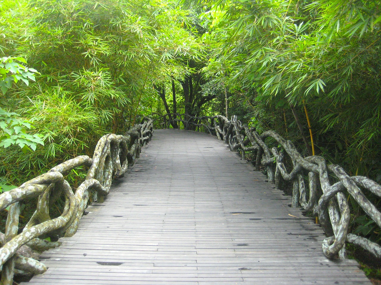 Image - yanoda china park rainforest