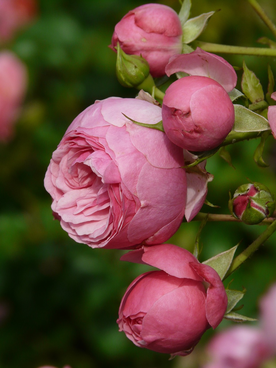 Image - rose pink rose flower rose bud bud