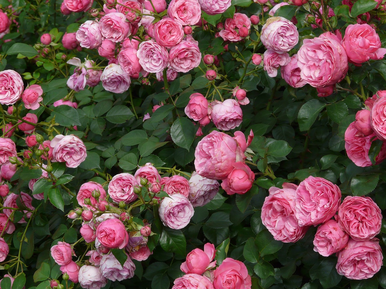 Image - rose pink rose flower roses