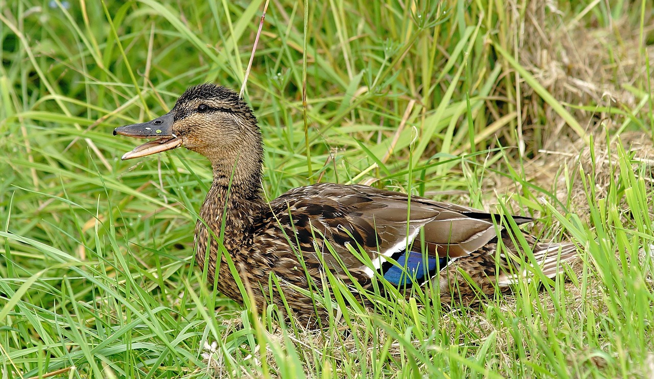 Image - duck young animal cute water bird