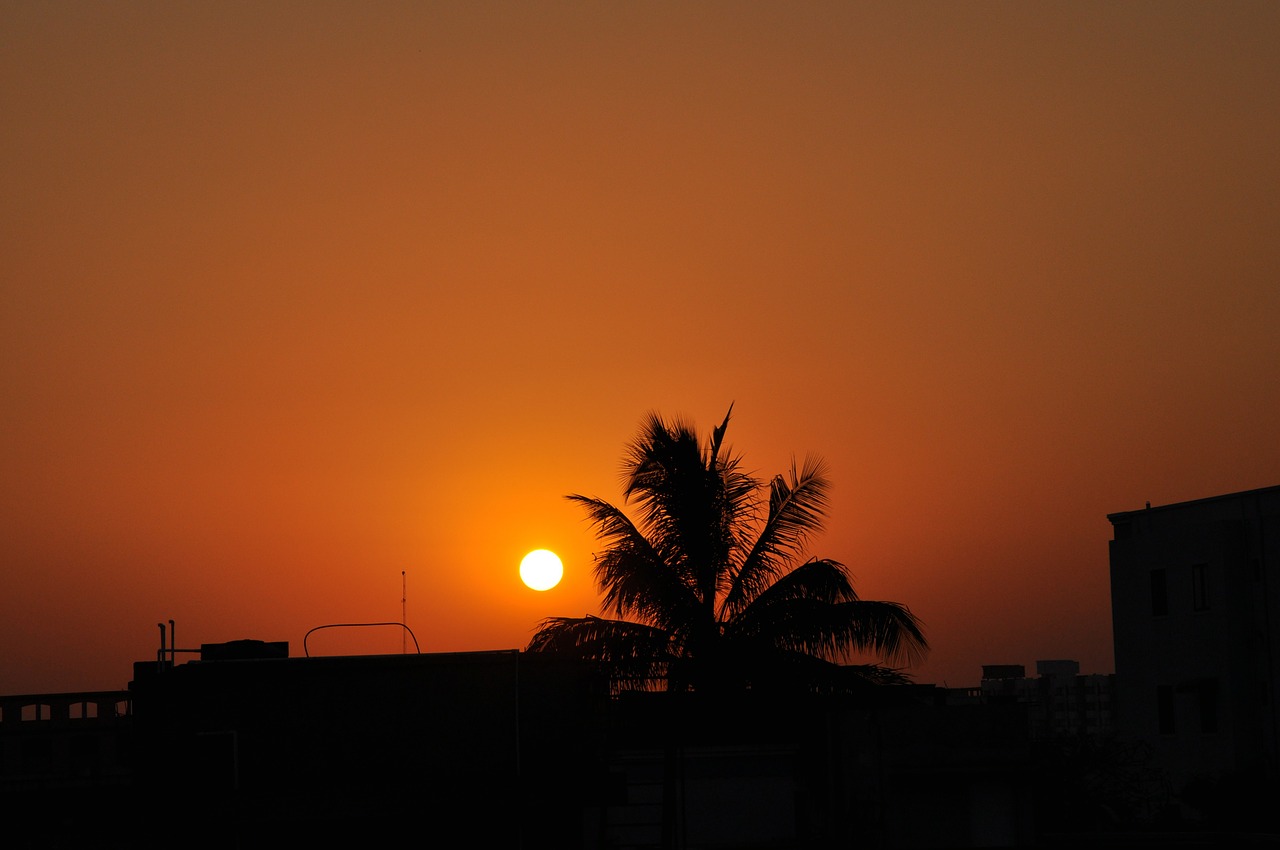 Image - sun sunset coconut palm tree