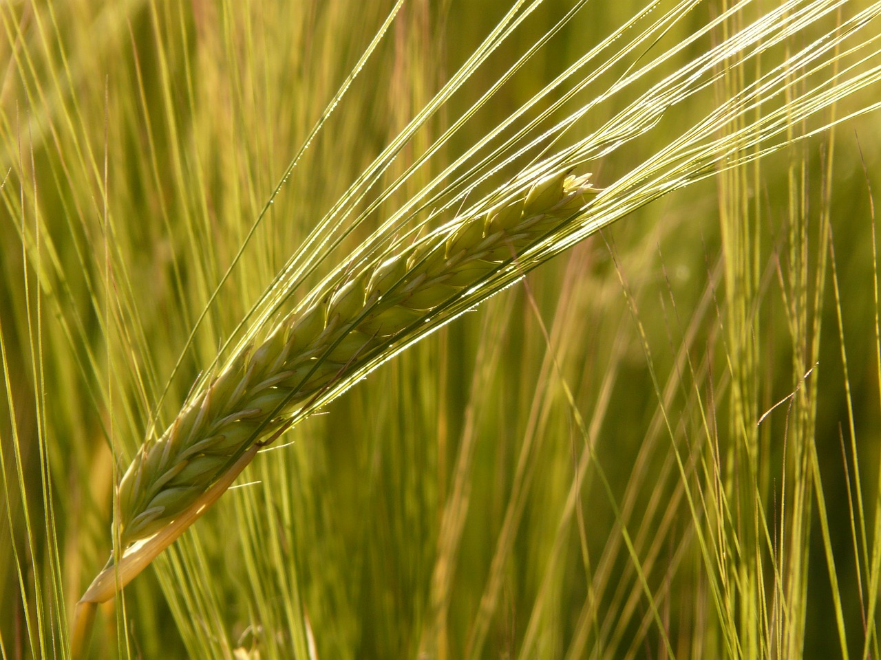 Image - barley field barley cereals grain