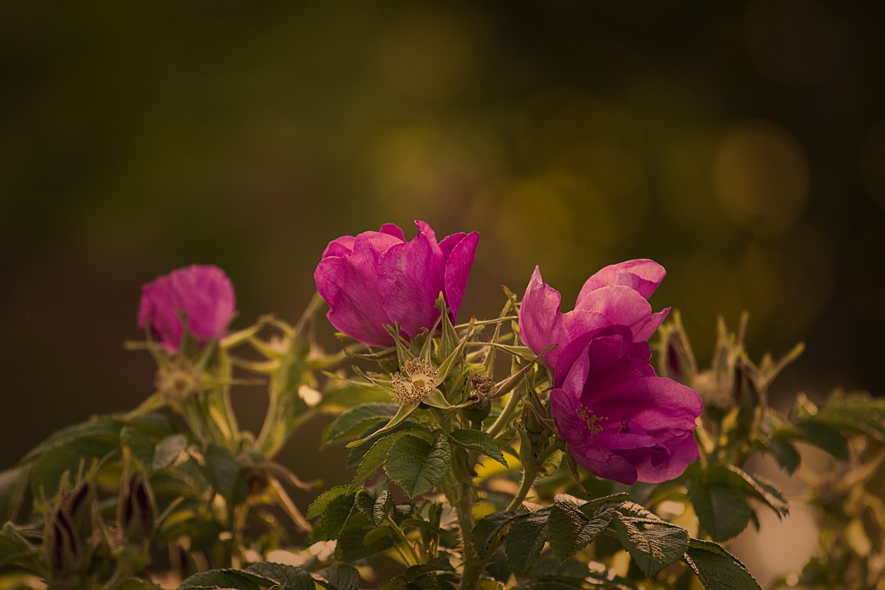 Image - garden rose rose red summer