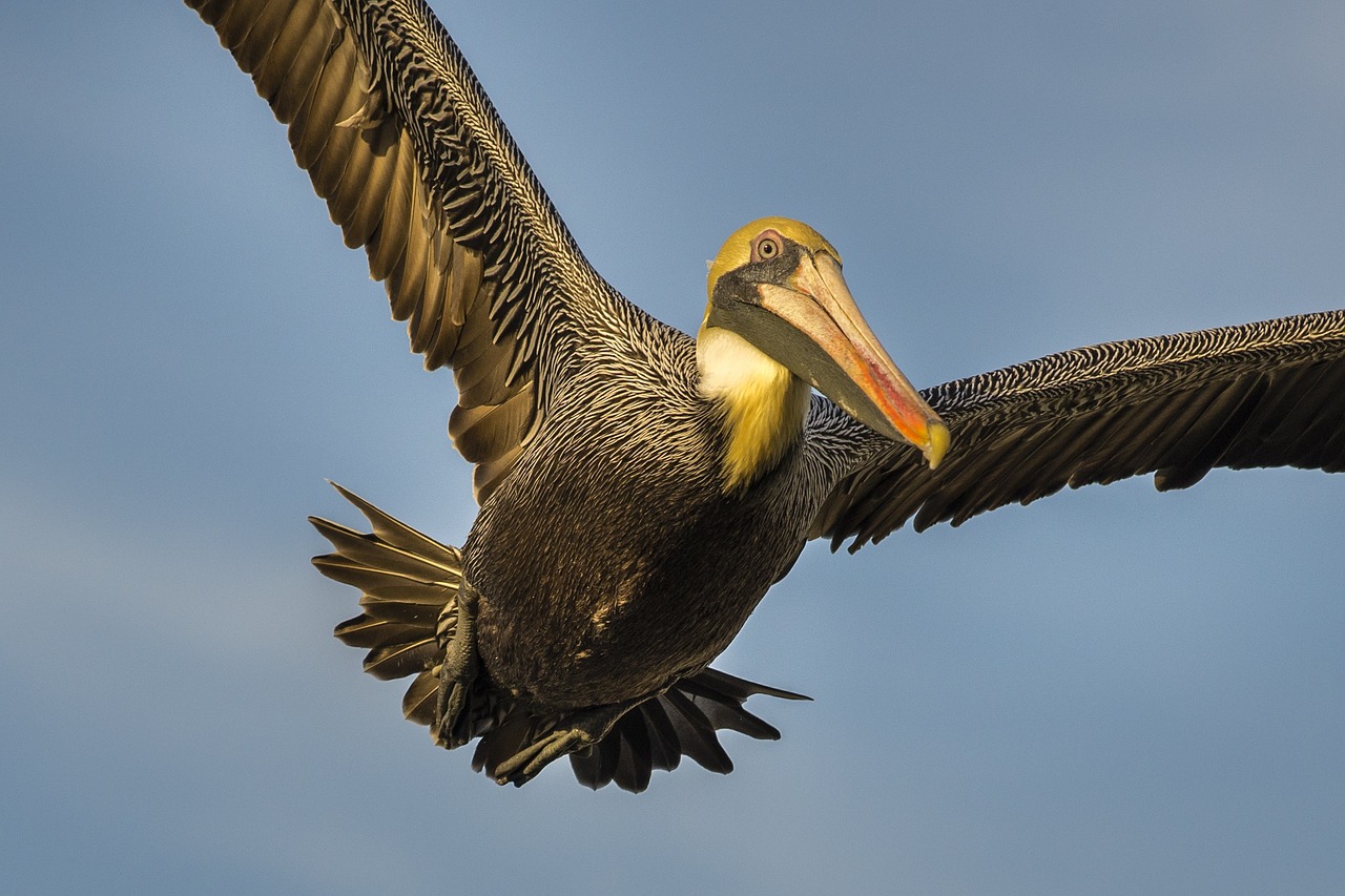 Image - pelican bird wings nature wildlife