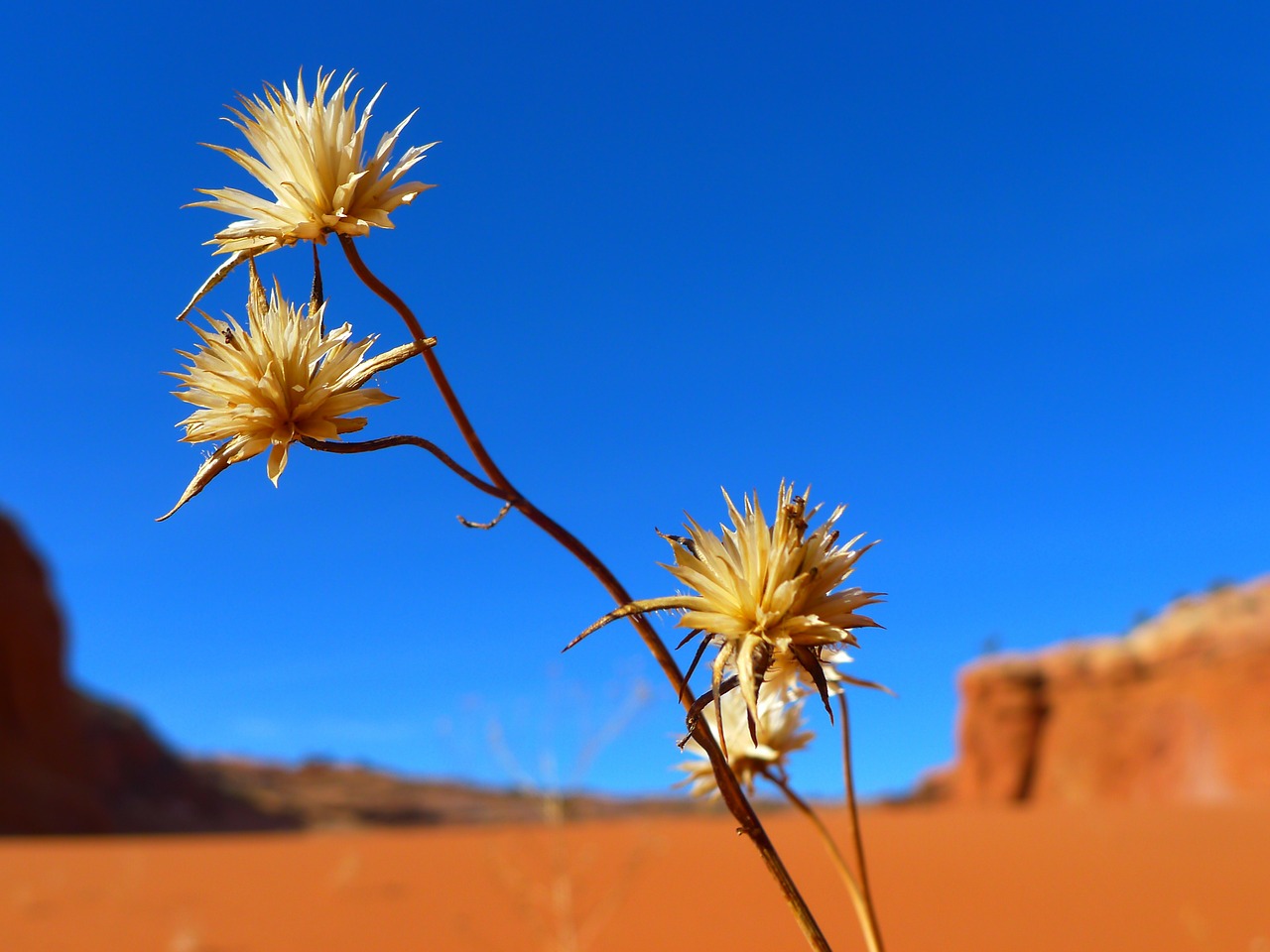 Image - desert flower landscape mountains