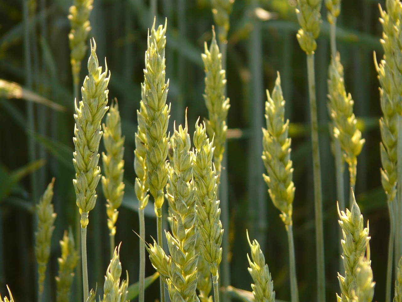 Image - wheat wheat field wheat spike spike