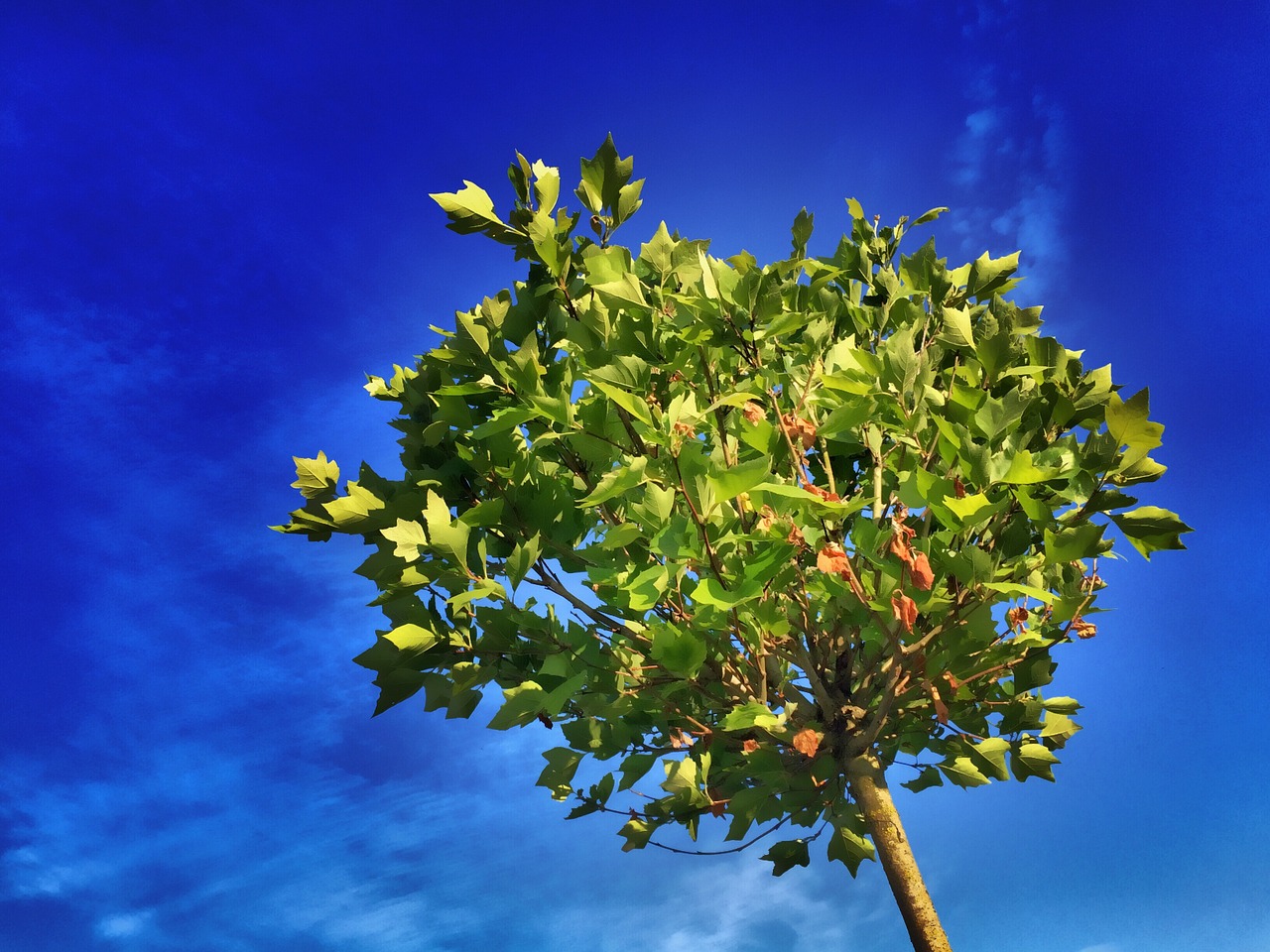 Image - tree maple blue leaves green