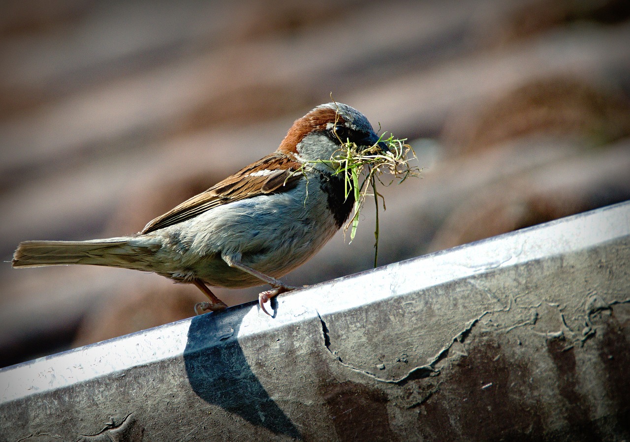 Image - sparrow bird a lone beak nature