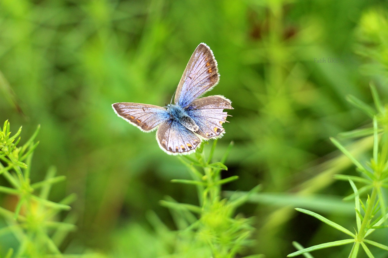 Image - butterfly macro nature green field
