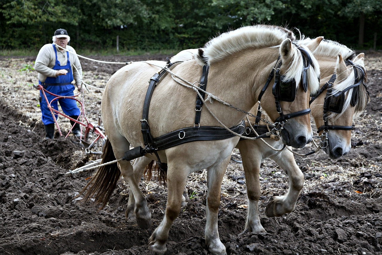 Image - horses plow plowing working equine