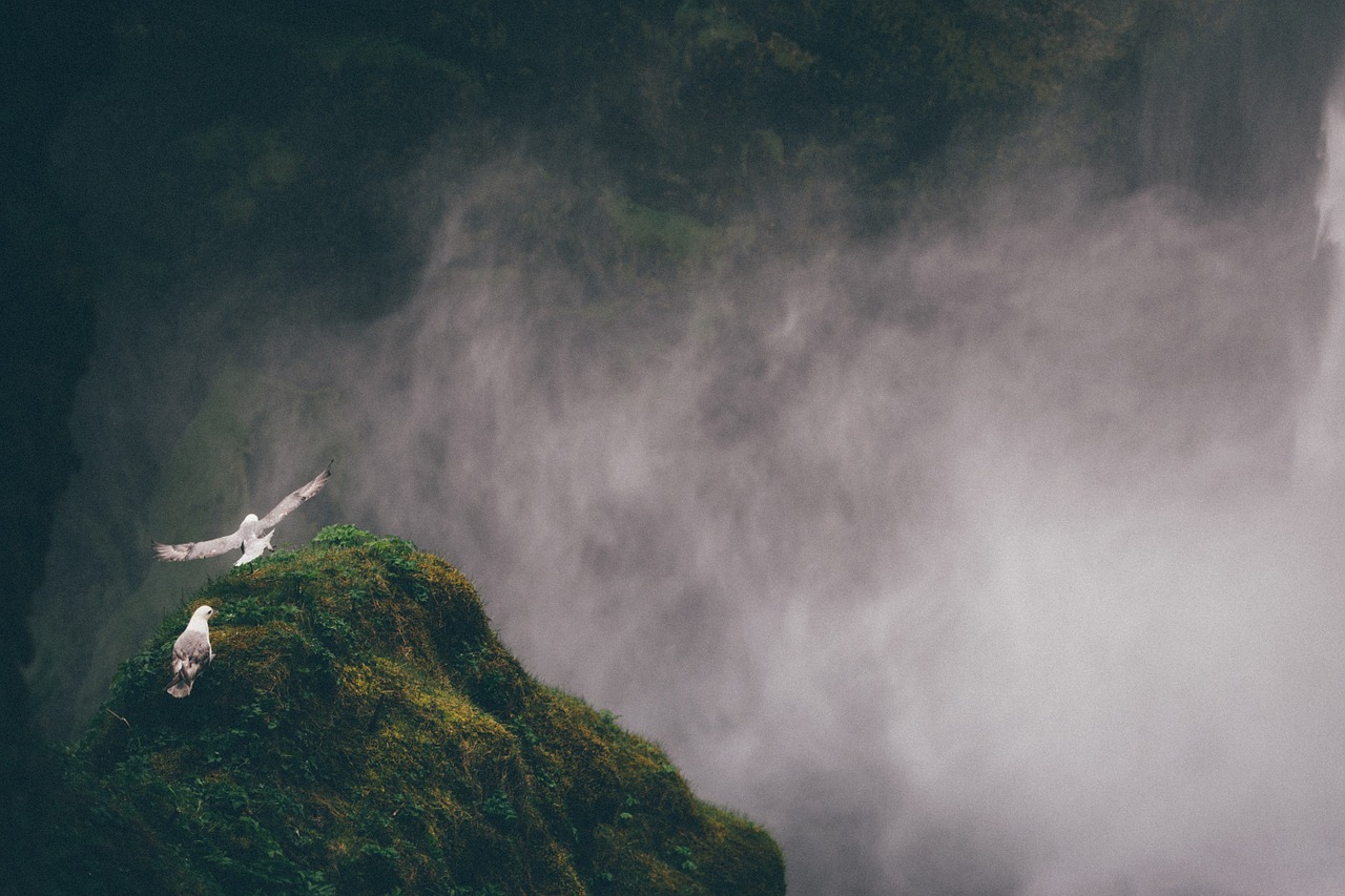 Image - seagulls birds cliff rock start