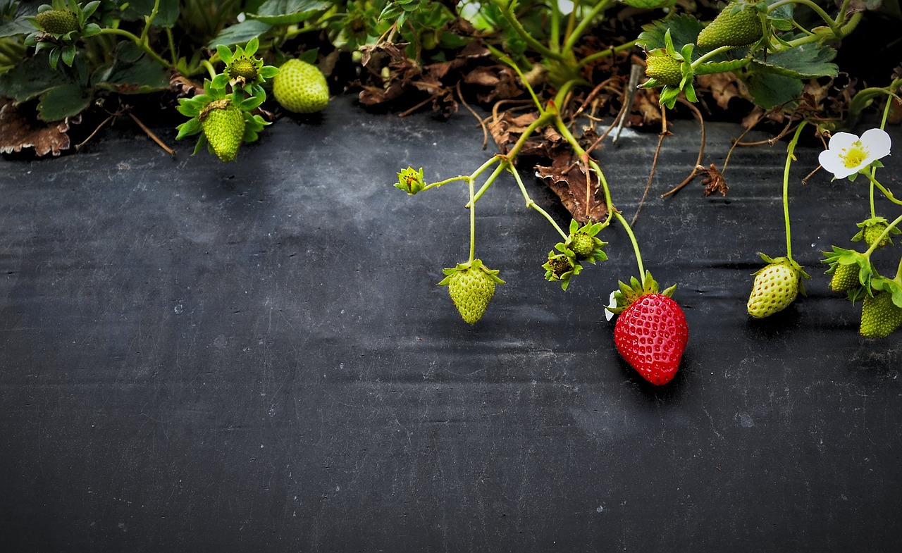 Image - strawberries fruit growth organic