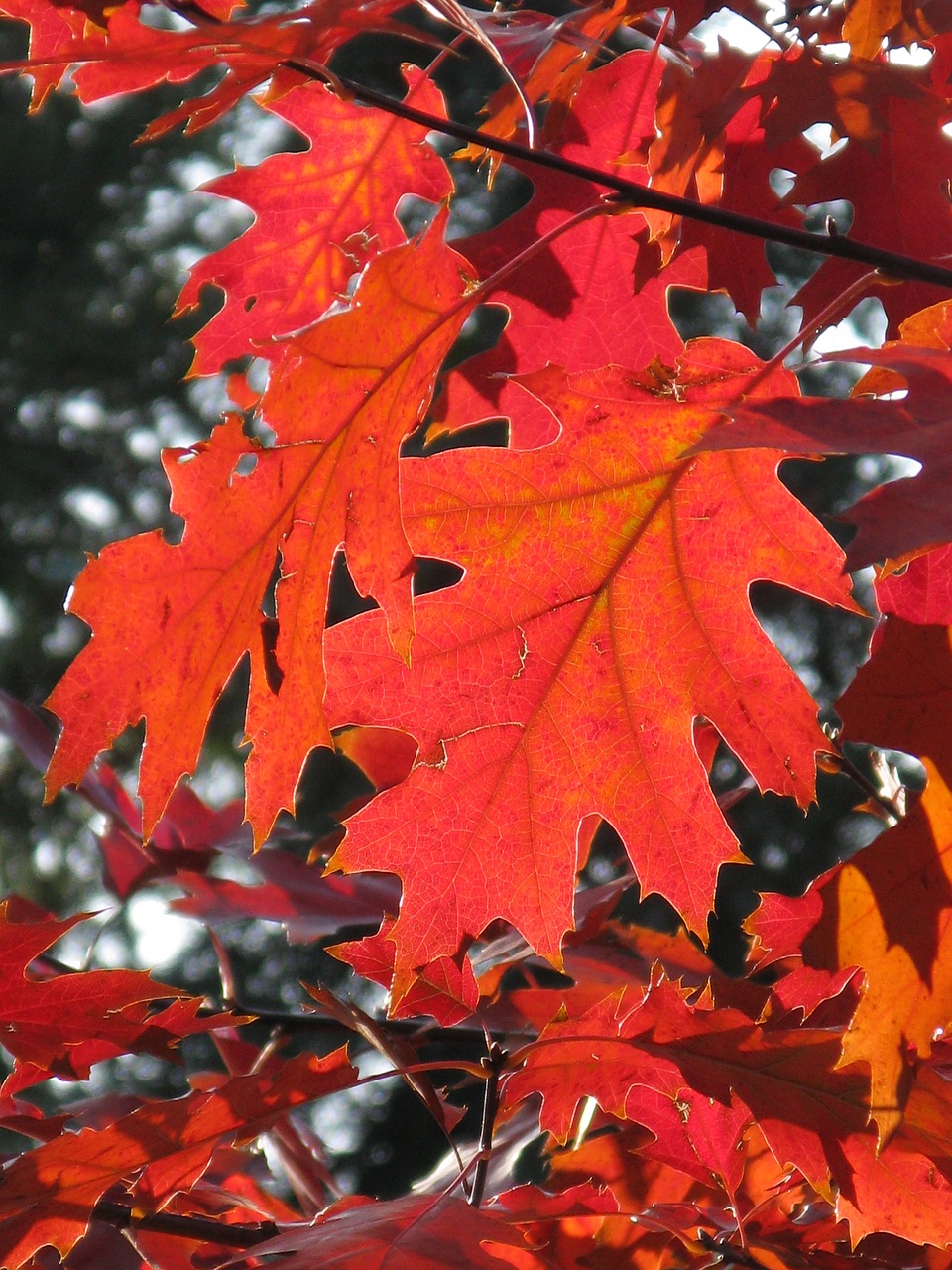 Image - leaf autumn leaves forest red leaf