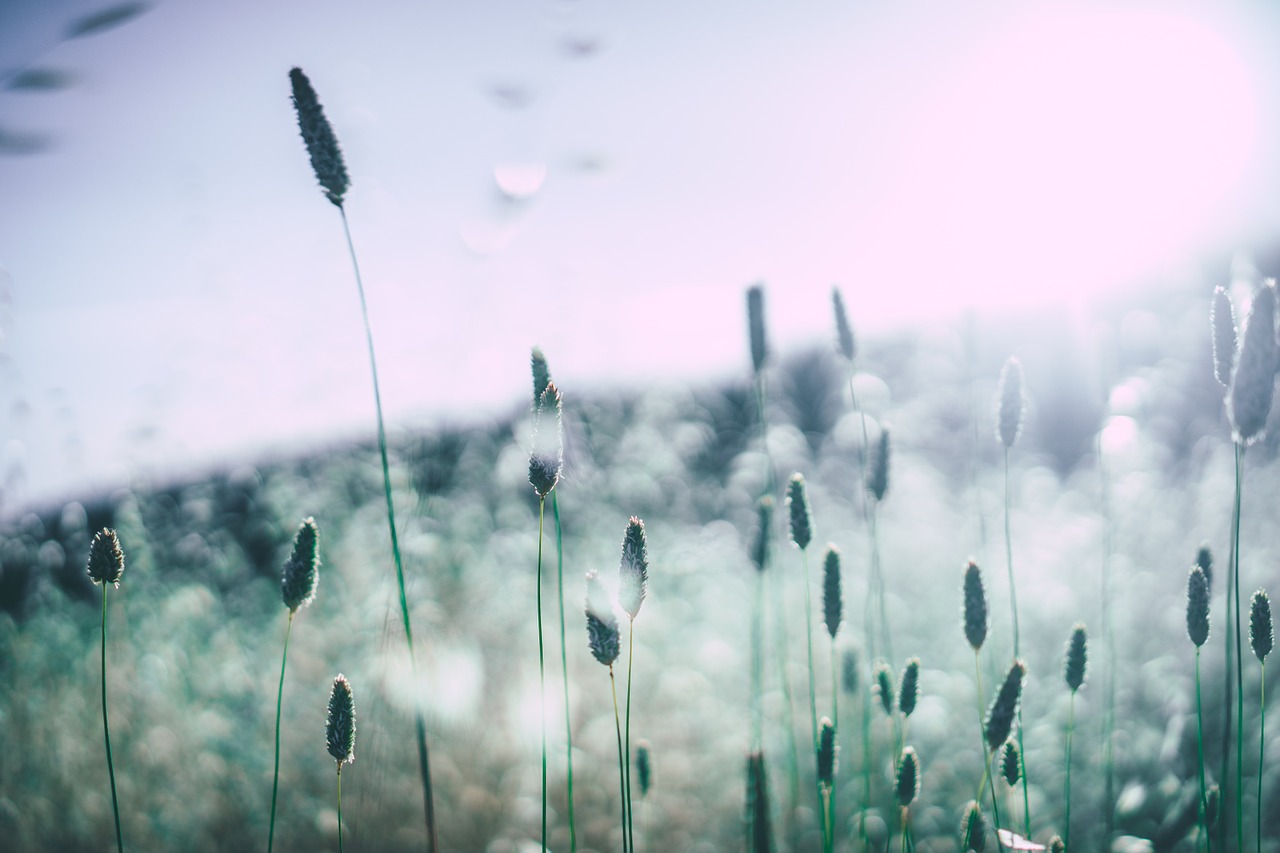 Image - grass blossoms blooming pollen
