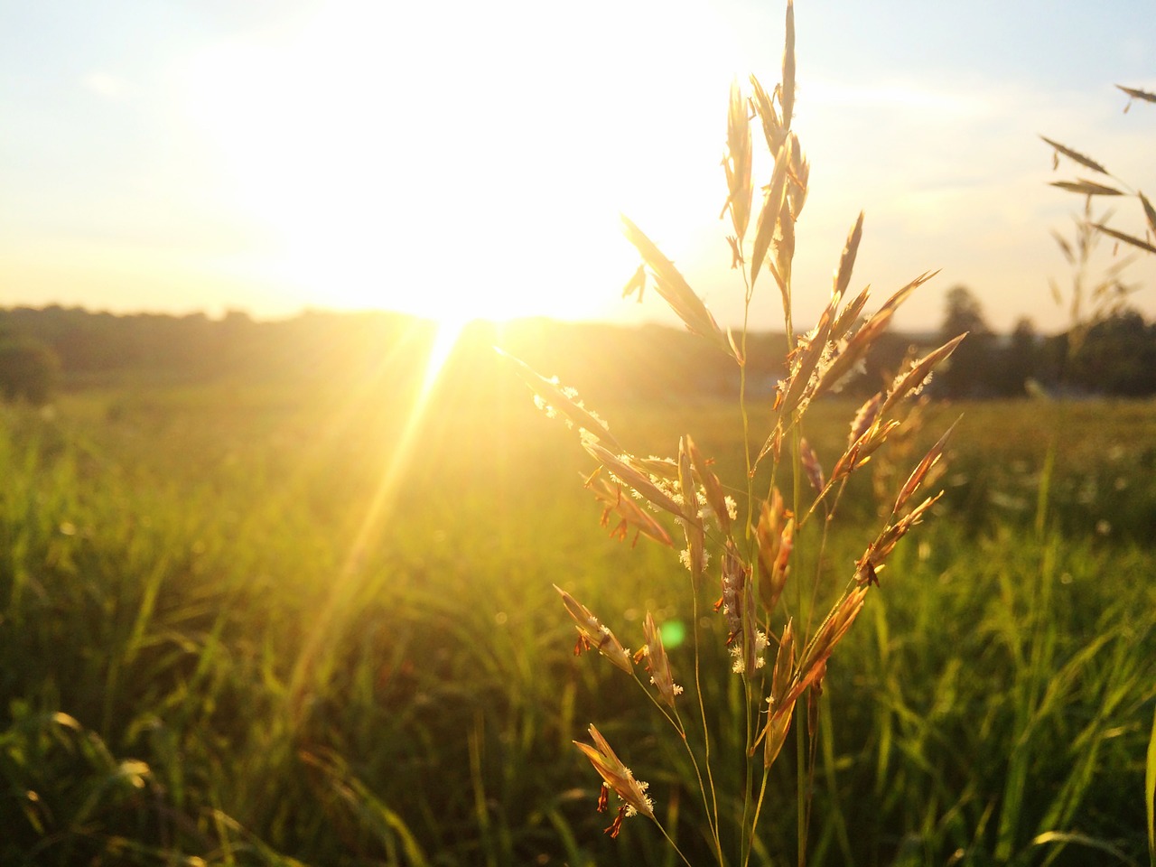 Image - grass plant sunset backlight macro