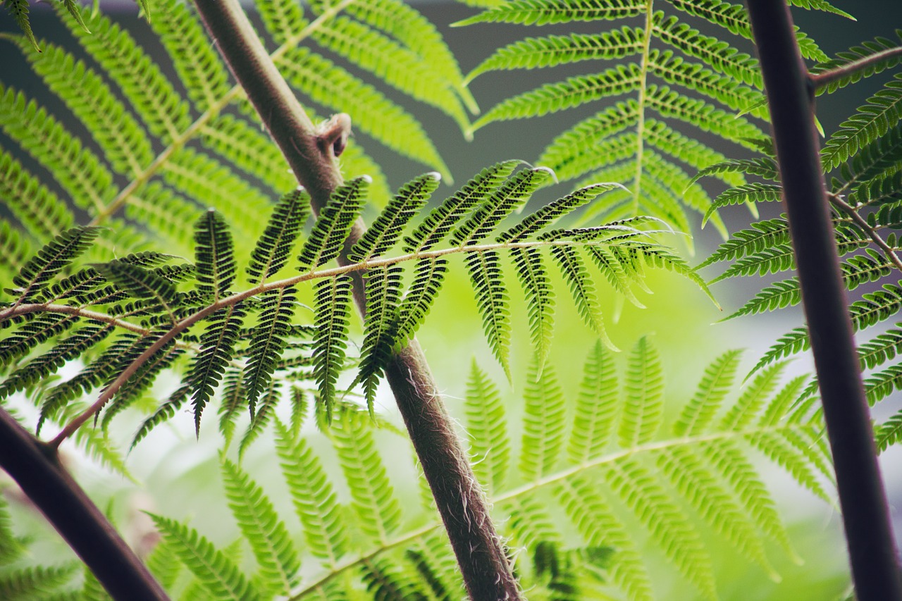 Image - fern brake plant green forest