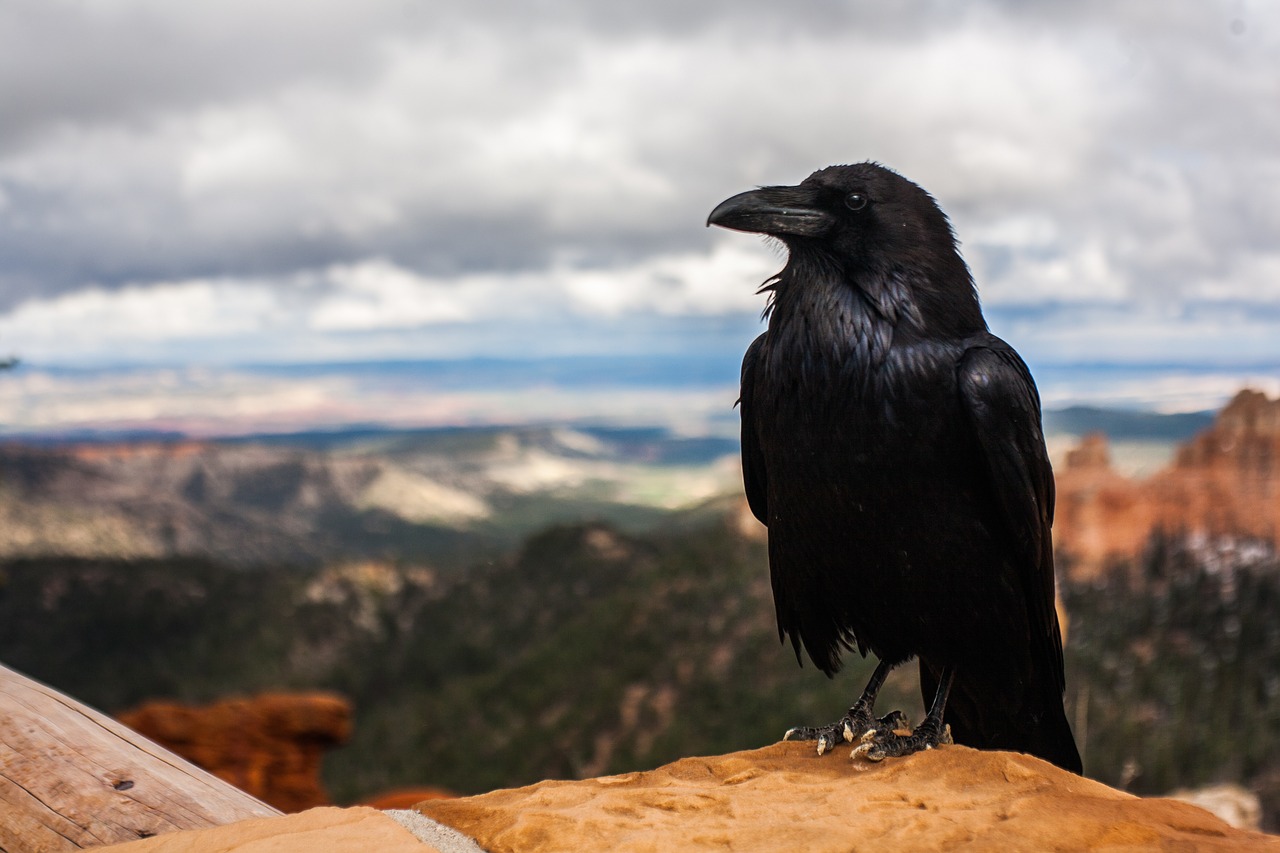 Image - crow raven bird black animal