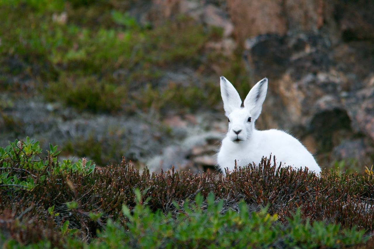 Image - arctic hare mountain hare polar