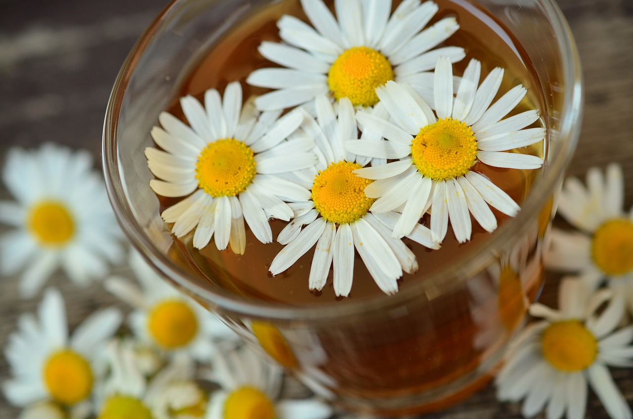 Image - chamomile chamomile blossoms