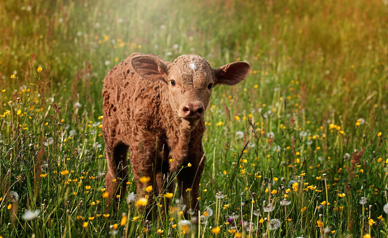 Image - calf brown reddish small sweet