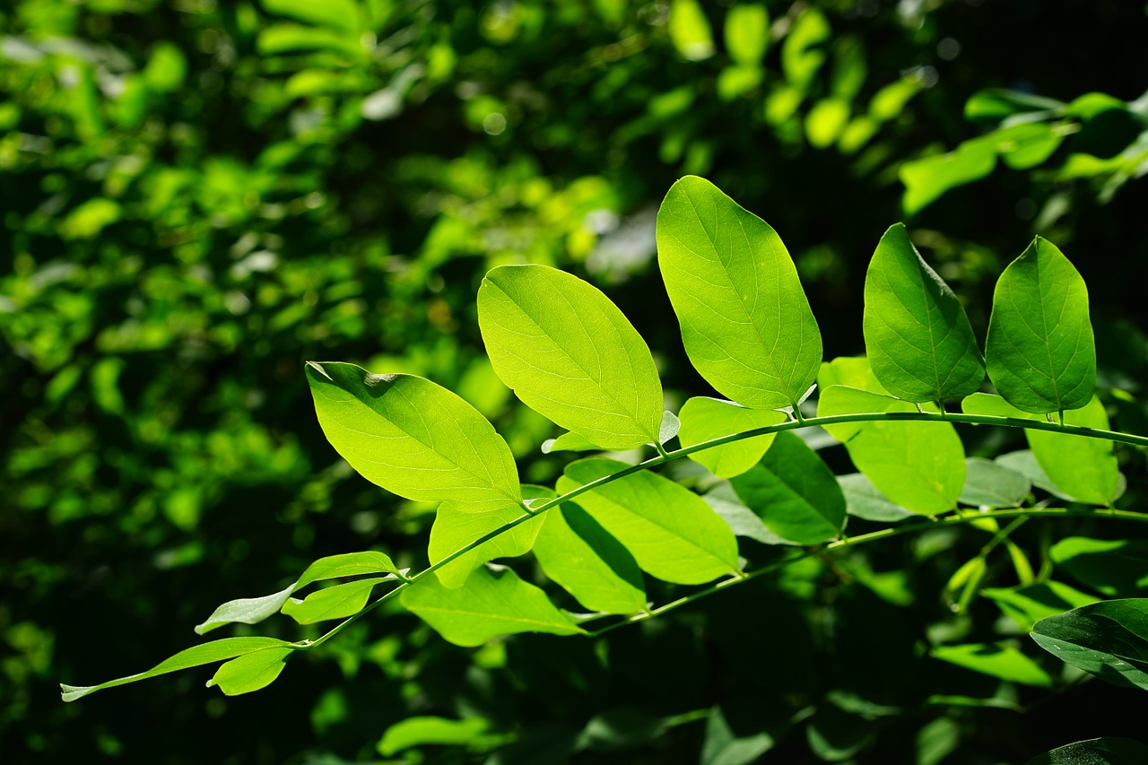 Image - leaves green common maple tree