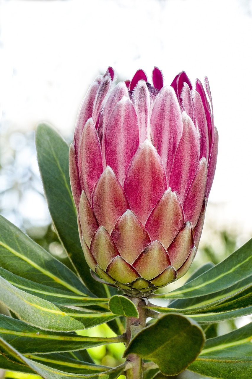 Image - blossom pink plant tree blooming