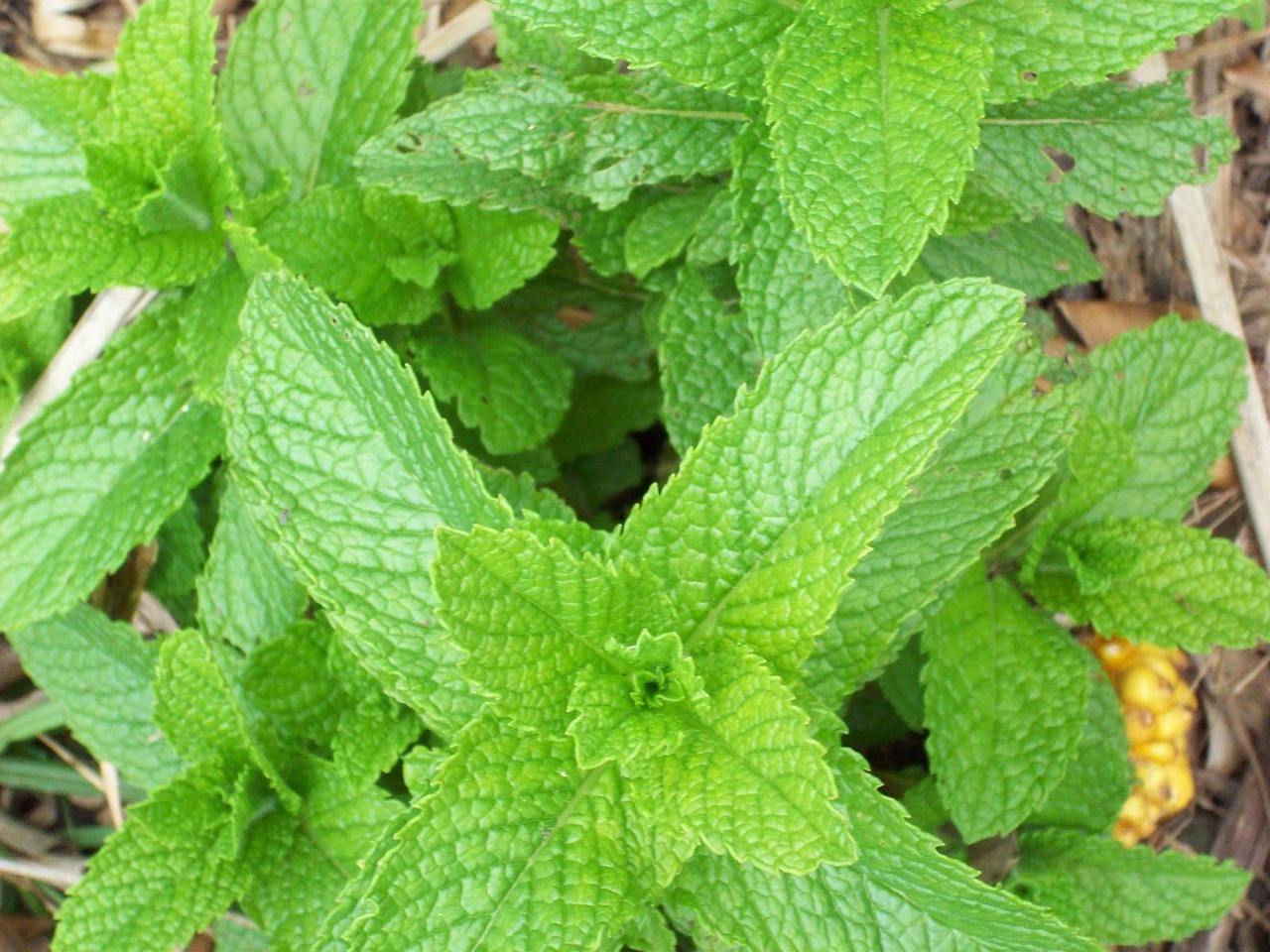 Image - mint herb plant leaf fresh herbal