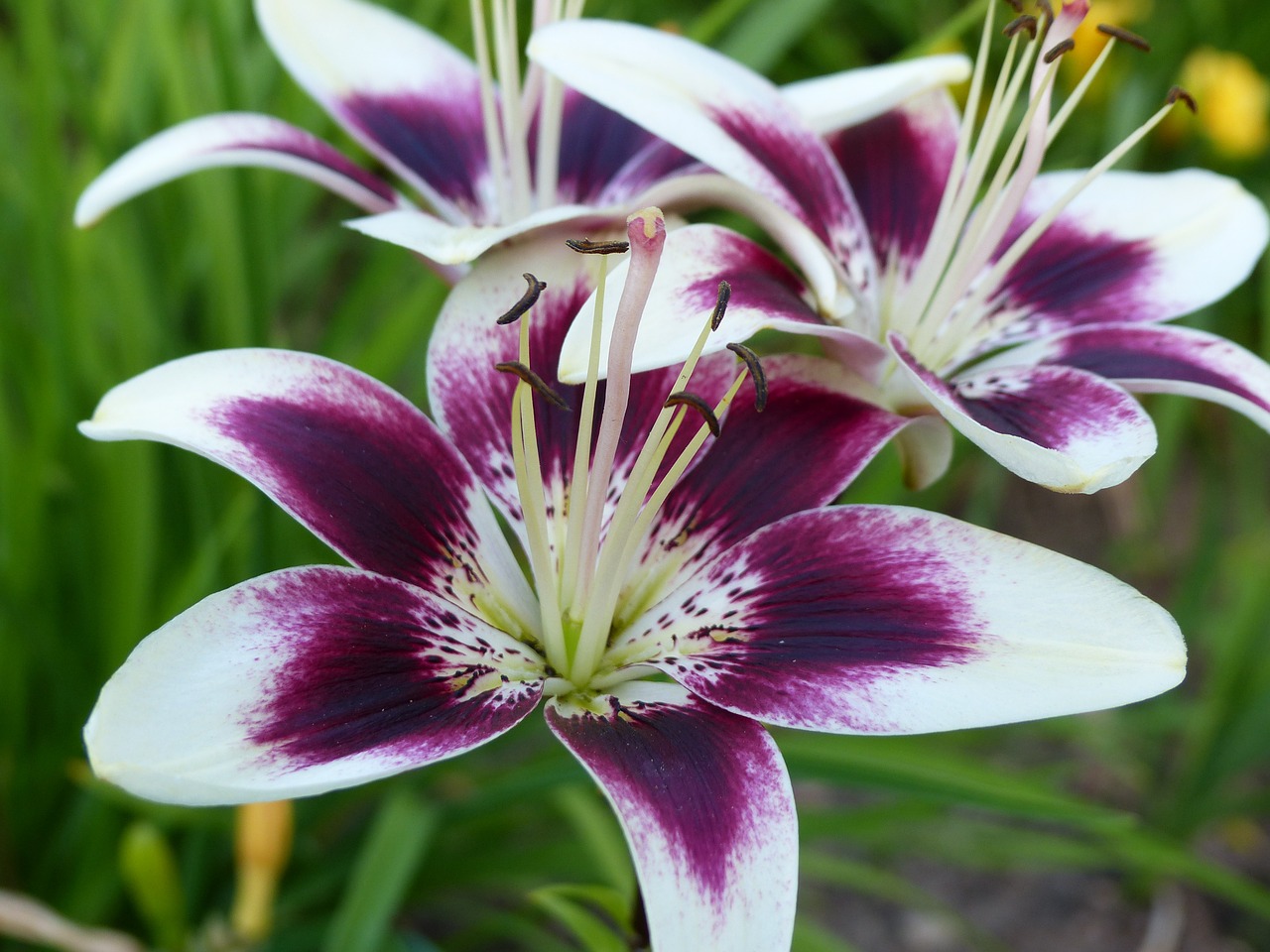 Image - asian lily lilium cappuccino blossom