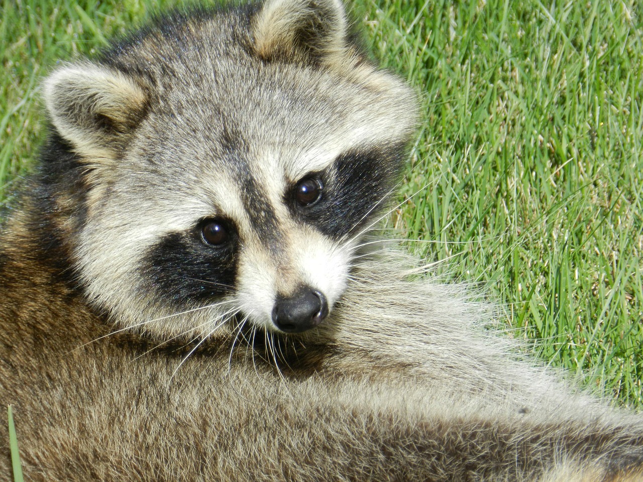 Image - raccoon animal cute mammal