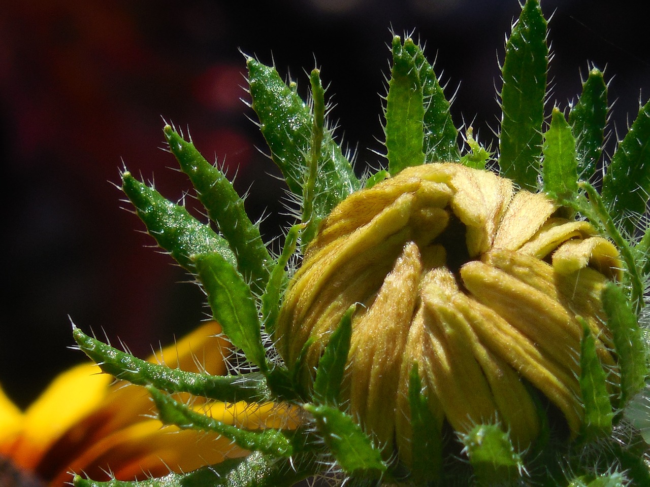Image - flower bud nature blossom bloom