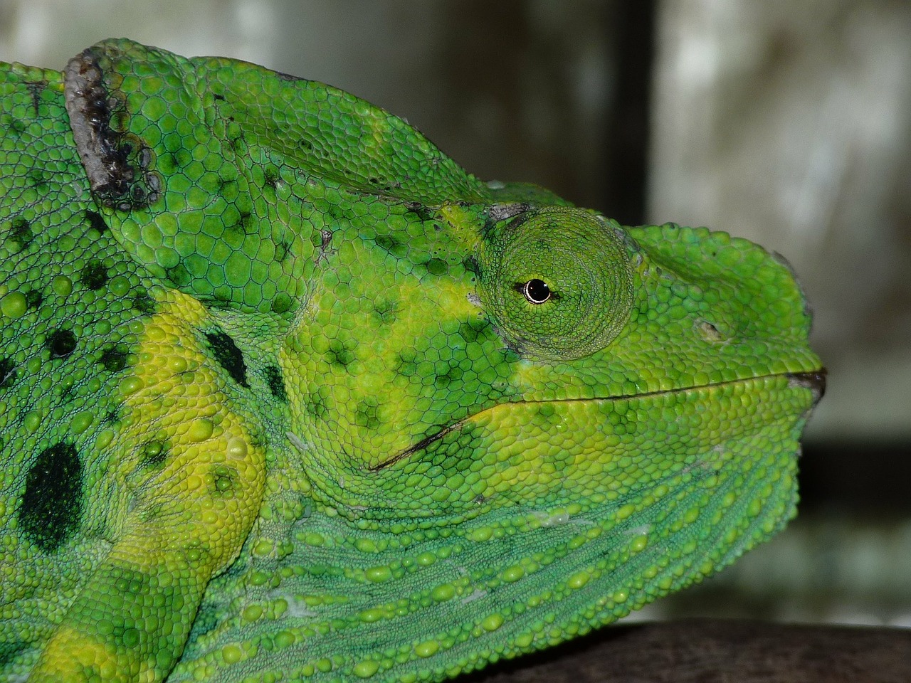Image - common chameleon european chameleon