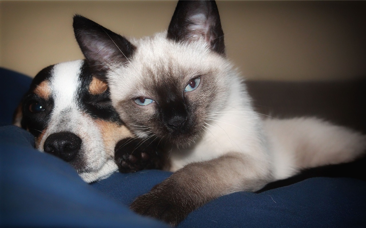 Image - dog kitten cat siamese puppy