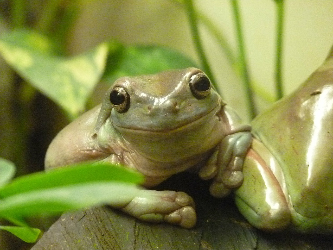Image - finger coral tree frog