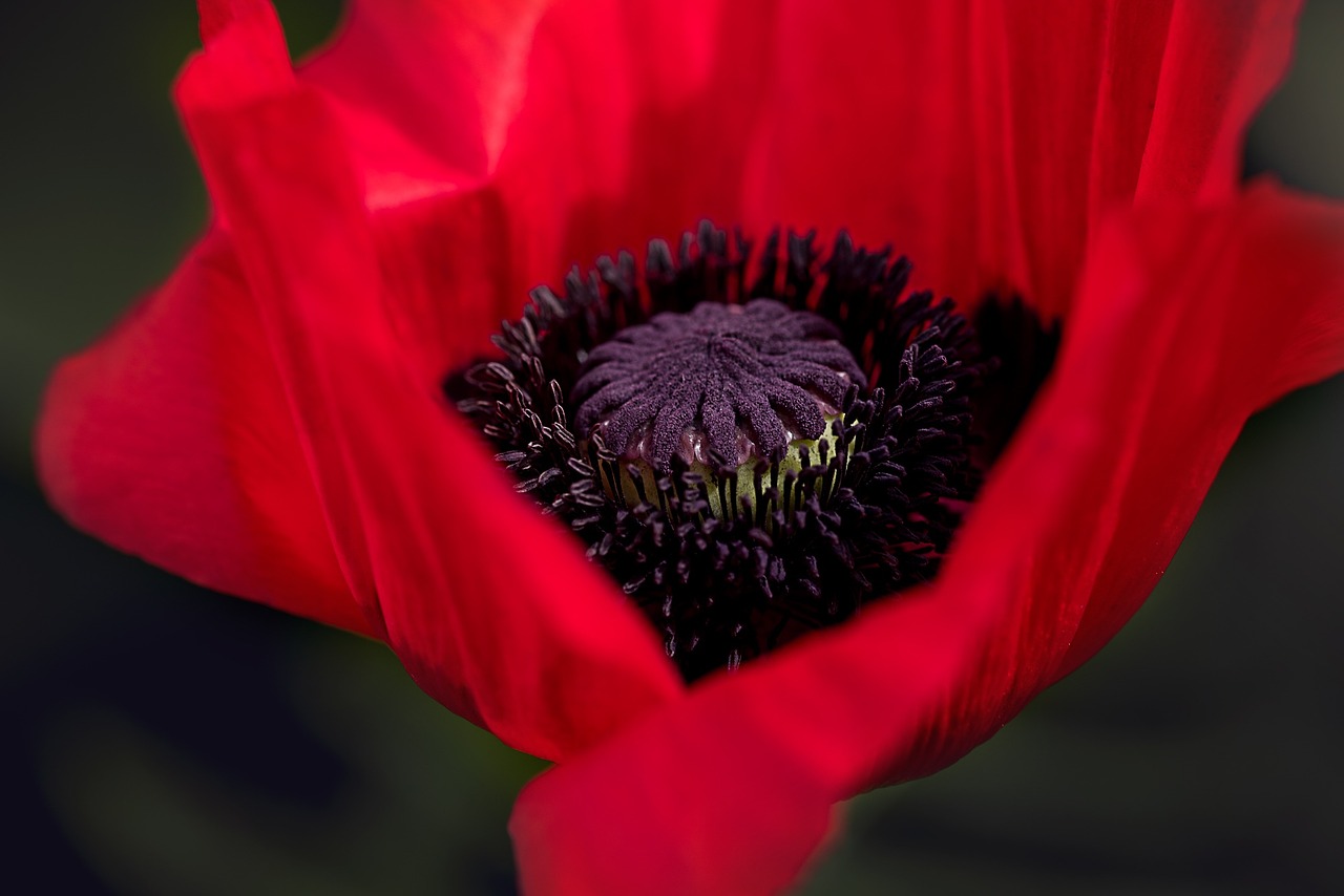 Image - poppy red poppy flower blossom