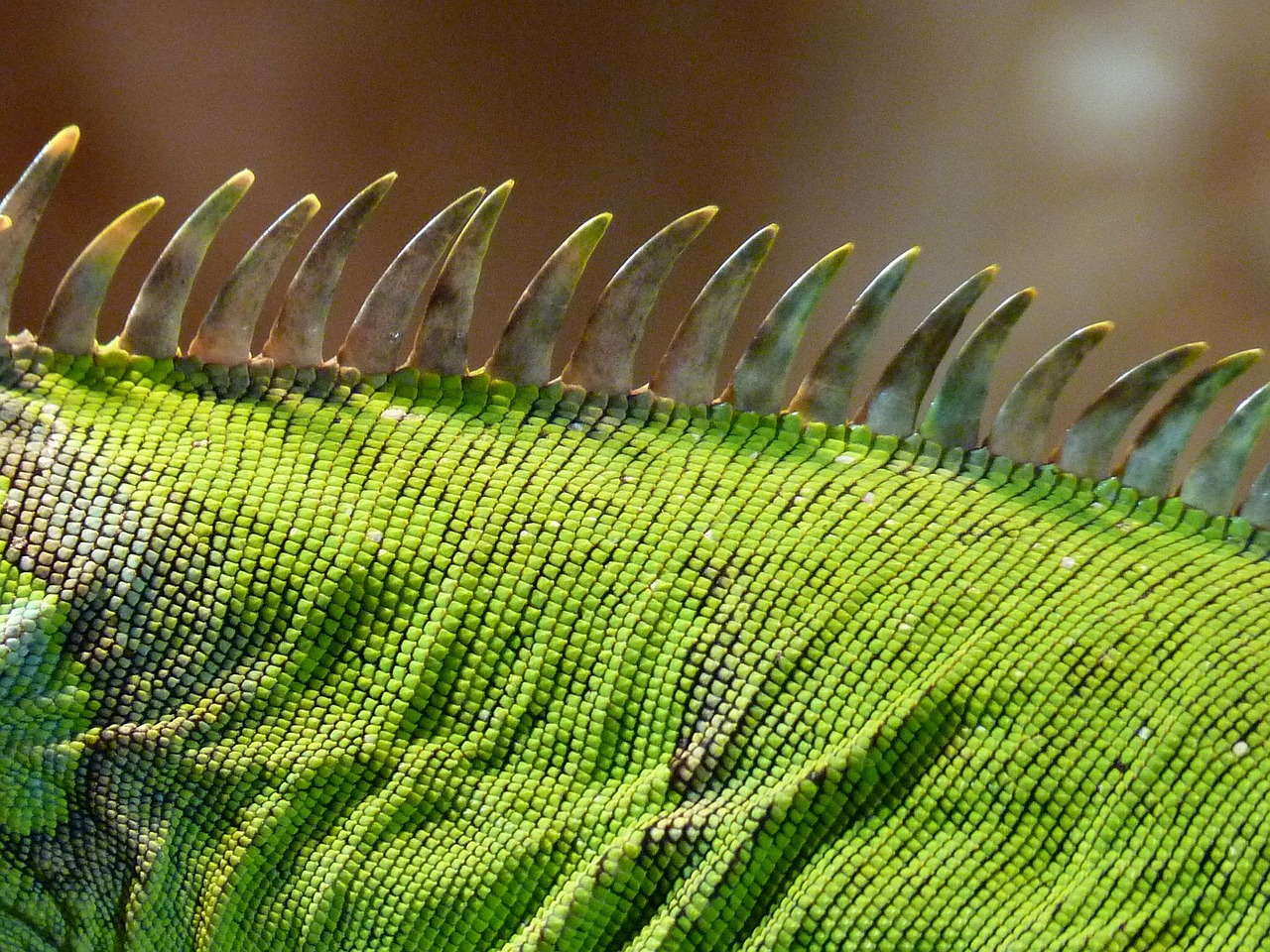 Image - comb iguana green lizard kaltblut