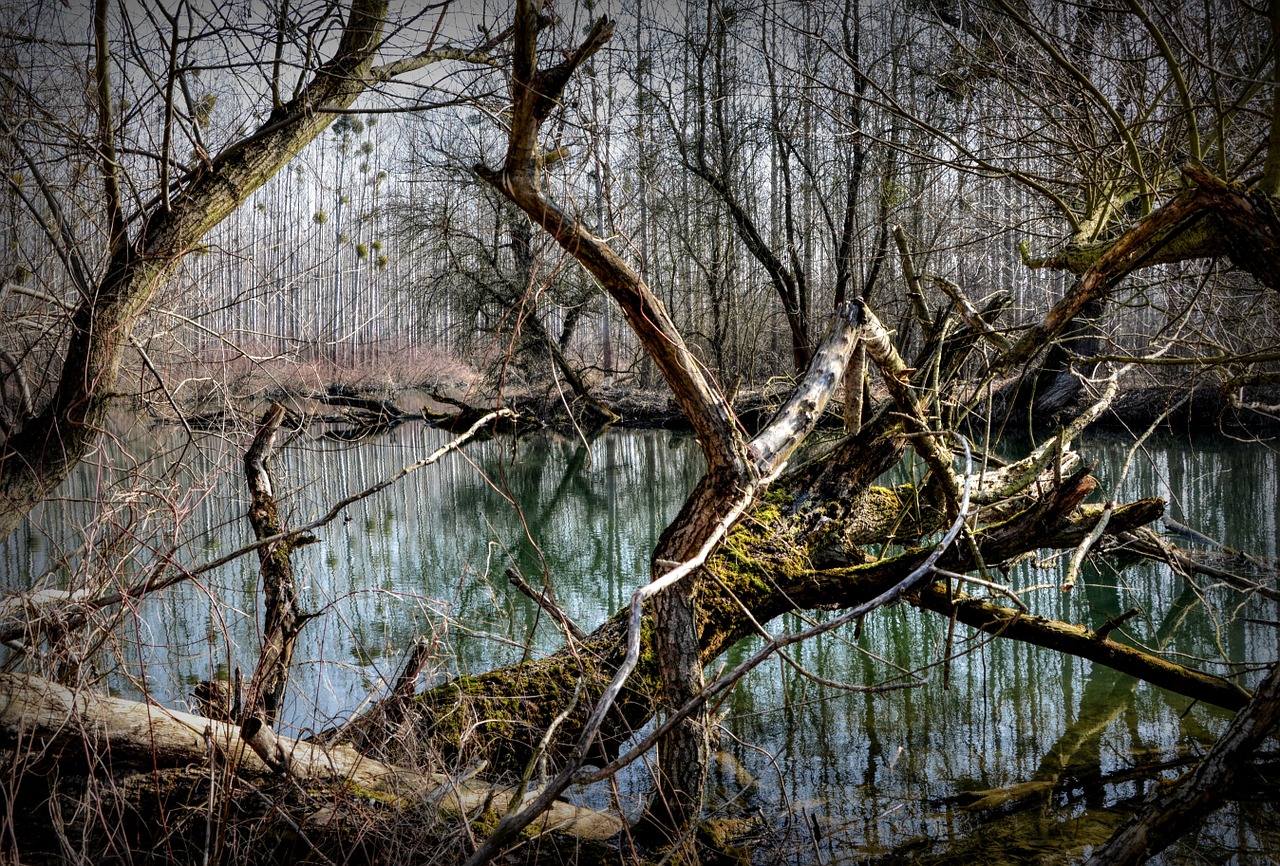 Image - forest luhy the floodplain water