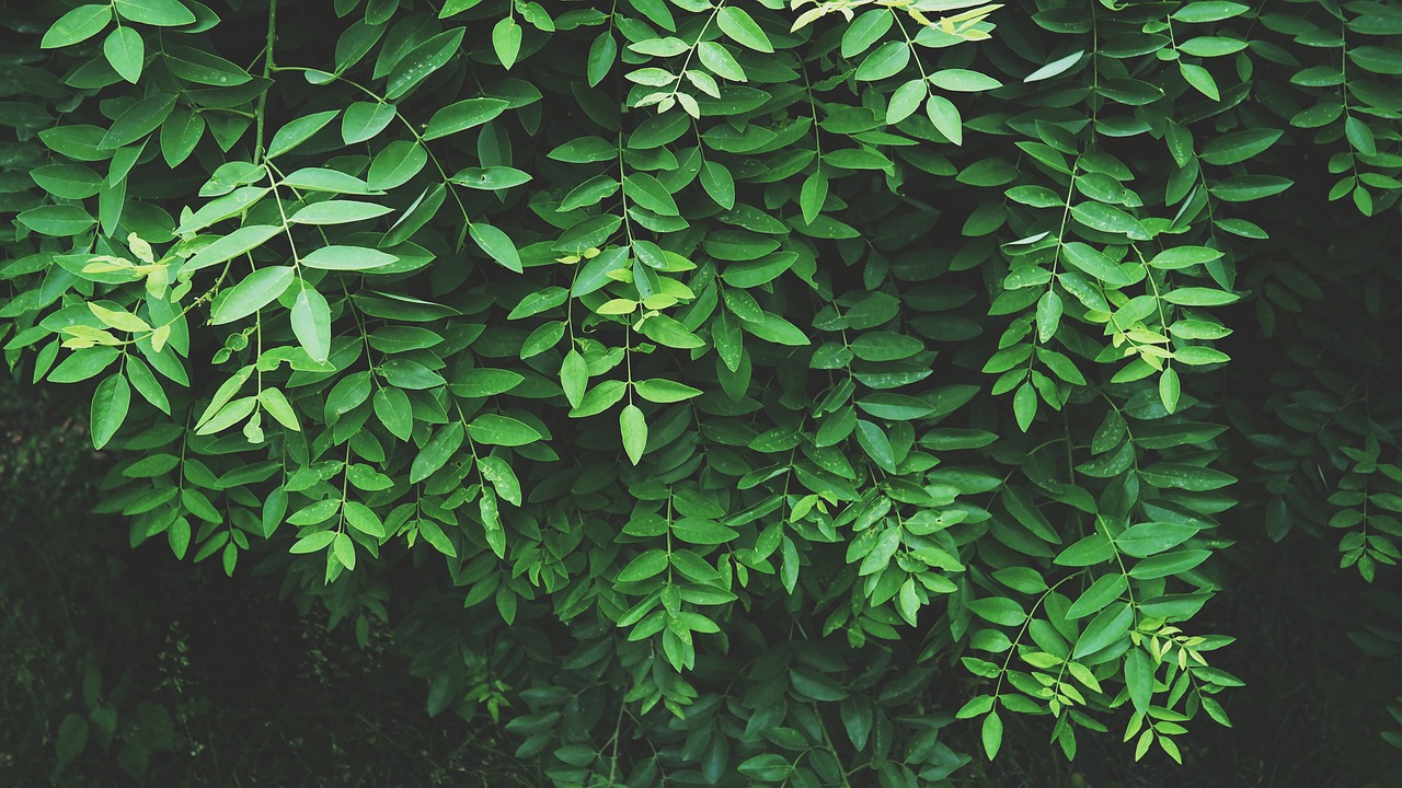 Image - leaves fresh jungle tropical green