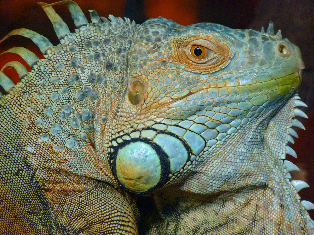 Image - iguana green lizard kaltblut