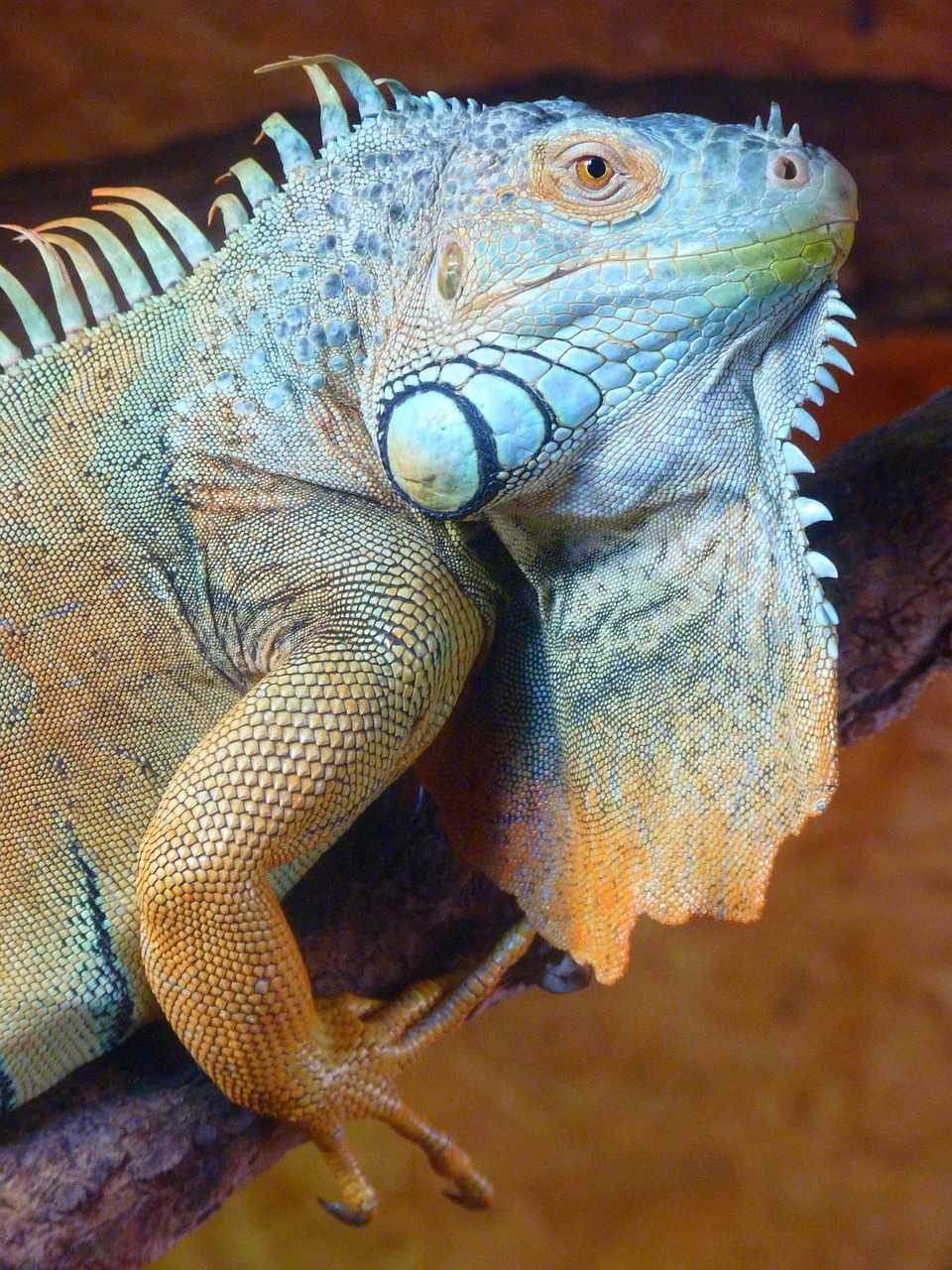 Image - iguana green lizard kaltblut