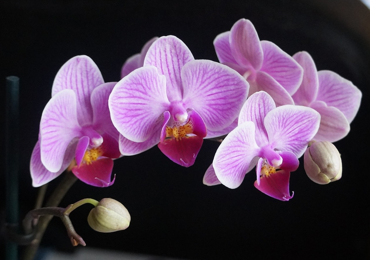 Image - orchids flowers pink purple plant